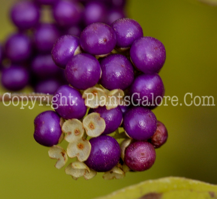 PGC-P-Callicarpa-dichotoma-aka-Beauty-Berry-2-6