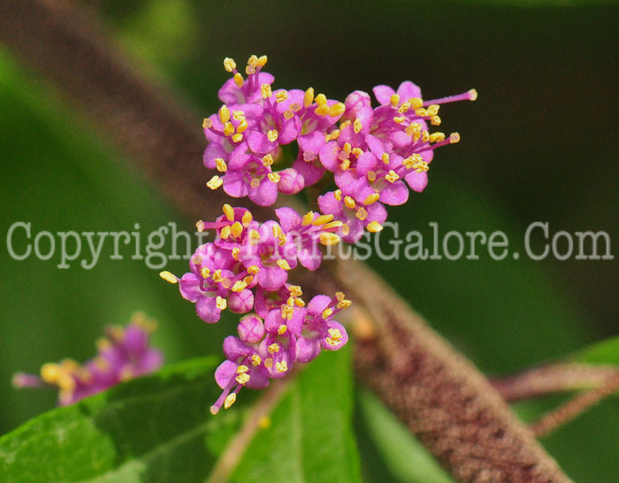 PGC-S-Callicarpa-dichotoma-aka-Beautyberry-813-2