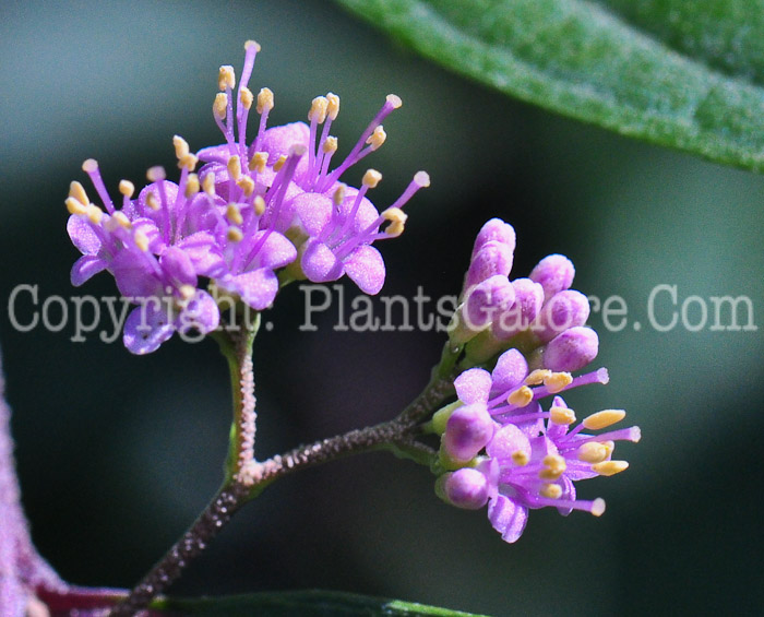 PGC-S-Callicarpa-dichotoma-aka-Beautyberry-813-z2