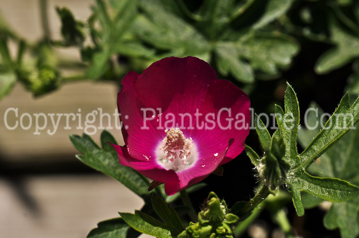 PGC-P-Callihroe-involucrata-aka-Purple-Poppy-Mallow-4