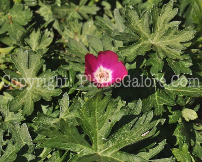 PGC-P-Callihroe-involucrata-aka-Purple-Poppy-Mallow-8