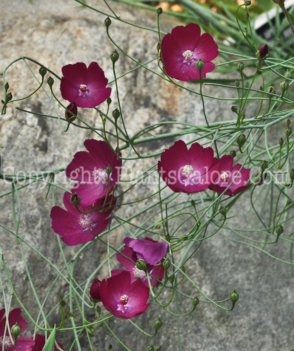 PGC-P-Callirhoe-digitata-aka-Winecup-3