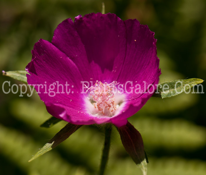 PGC-P-Callirhoe-involucrata-aka-Low-Poppymallow-0514-1