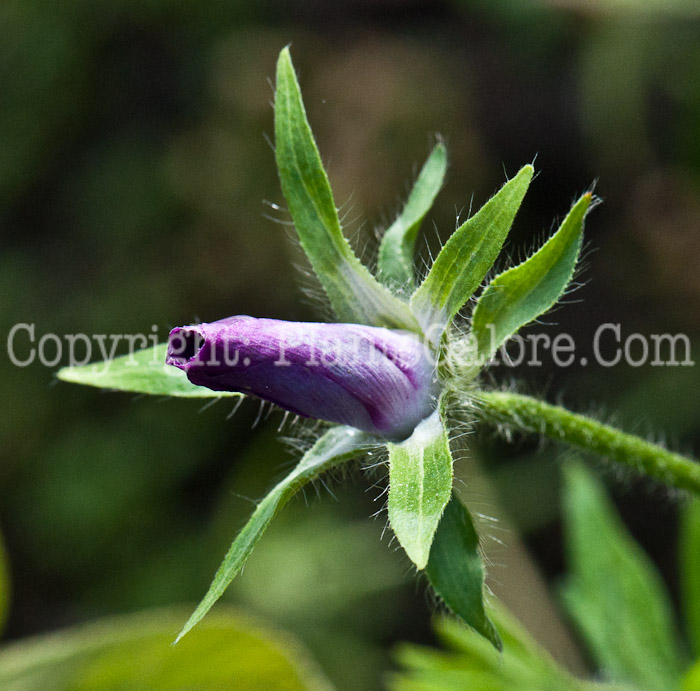 PGC-P-Callirhoe-involucrata-aka-Low-Poppymallow-1013t-2