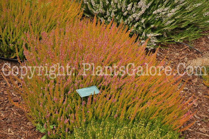 PGC-S-Calluna-vulgaris-Firefly-aka-Heather-1