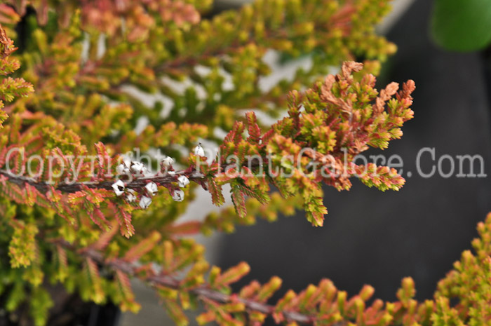 PGC-S-Calluna-vulgaris-Firefly-aka-Heather-2