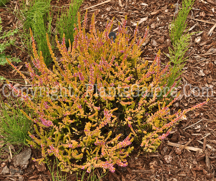 PGC-S-Calluna-vulgaris-Firefly-aka-Heather-4