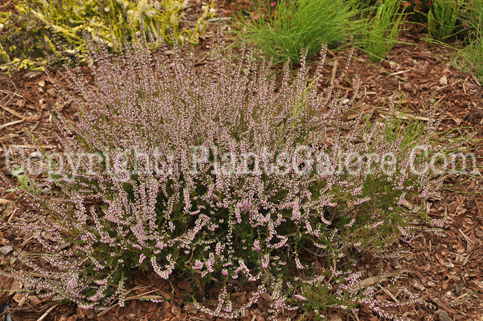 PGC-S-Calluna-vulgaris-Jimmy-Dyce-aka-Heather-1