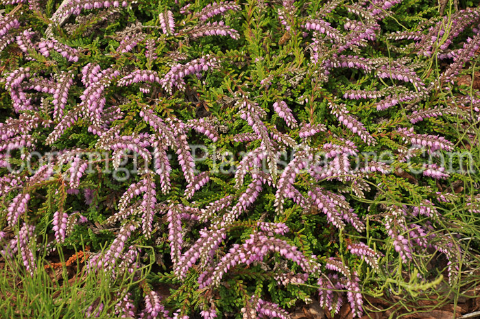 PGC-S-Calluna-vulgaris-Myretoun-Ruby-aka-Heather-1