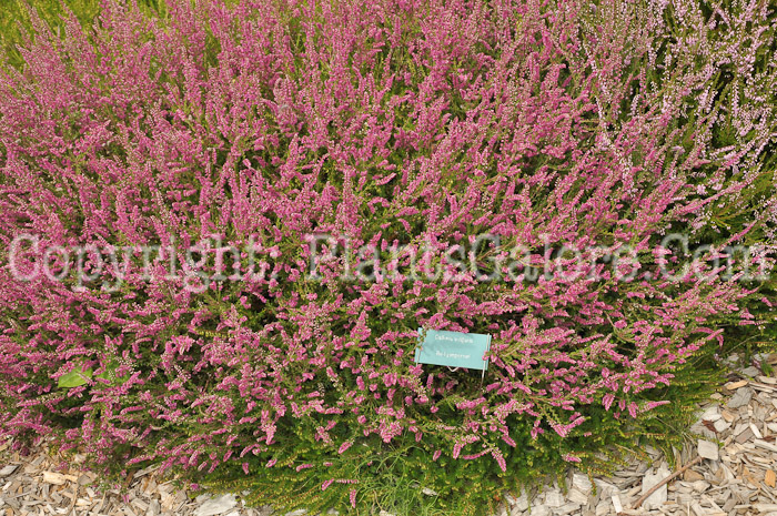 PGC-S-Calluna-vulgaris-Red-Pimpernel-aka-Heather-1