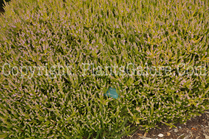 PGC-S-Calluna-vulgaris-Wickwar-Flame-aka-Heather-1