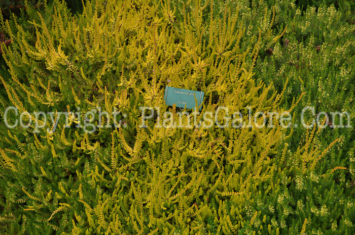 PGC-S-Calluna-vulgaris-Wickwar-Sesam-aka-Heather-1