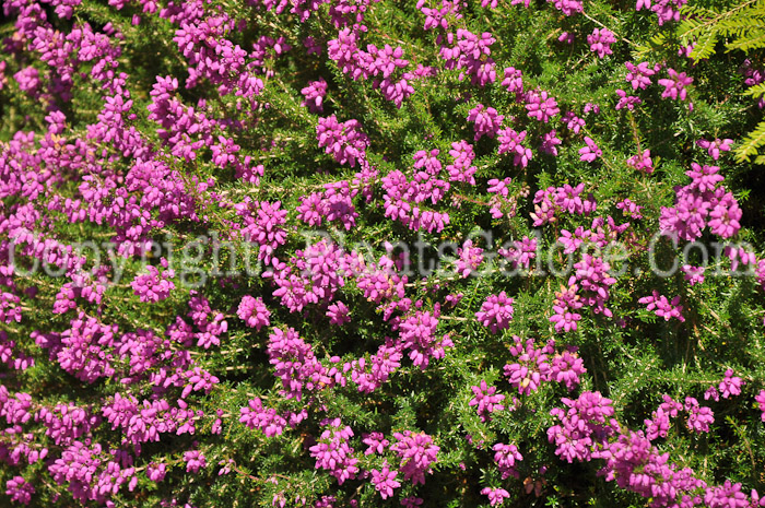 PGC-S-Calluna-vulgaris-aka-Heather-1