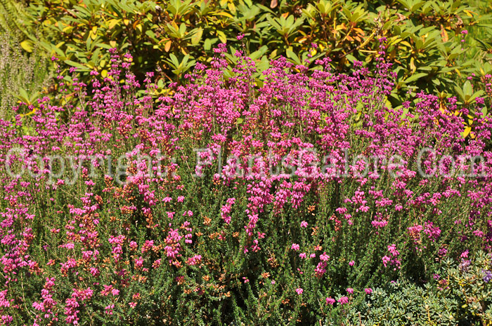 PGC-S-Calluna-vulgaris-aka-Heather-2