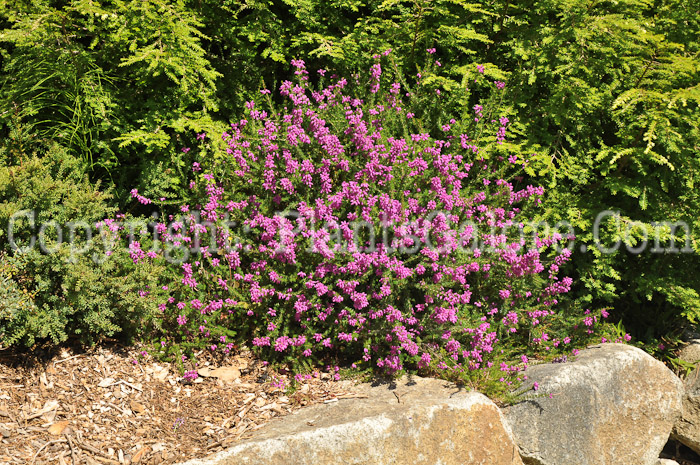 PGC-S-Calluna-vulgaris-aka-Heather-4