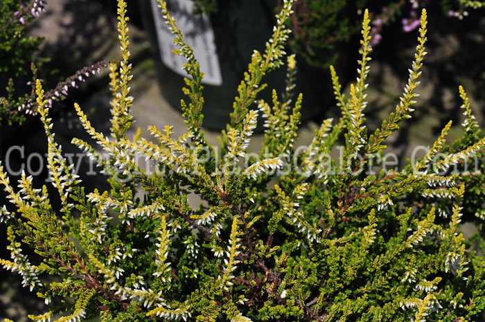 PGC-S-Calluna-vulgaris-aka-Heather-813-2