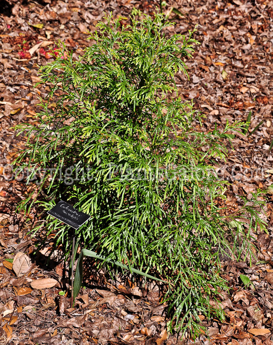 PGC-T-Calocedrus-macrolepis-aka-Chinese-Cypress-1