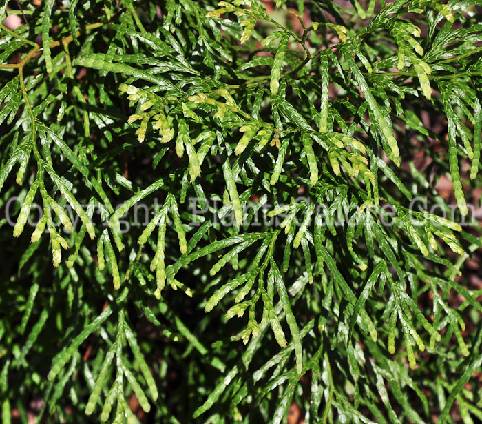 PGC-T-Calocedrus-macrolepis-aka-Chinese-Cypress-2