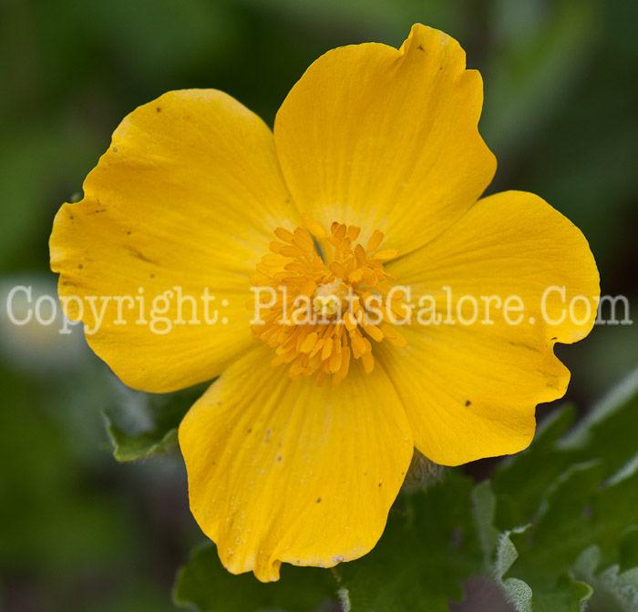 PGC-P-Caltha-palustris-aka-Marsh-Marigold-0514g-1