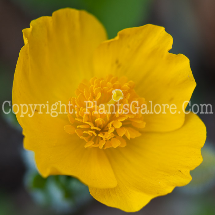 PGC-P-Caltha-palustris-aka-Marsh-Marigold-0514g-4