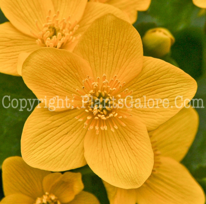 PGC-P-Caltha-palustris-aka-Marsh-Marigold-1-1