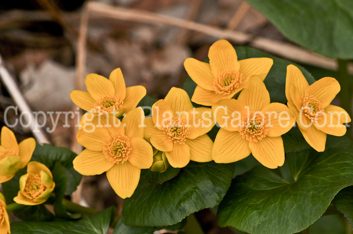 PGC-P-Caltha-palustris-aka-Marsh-Marigold-1-2