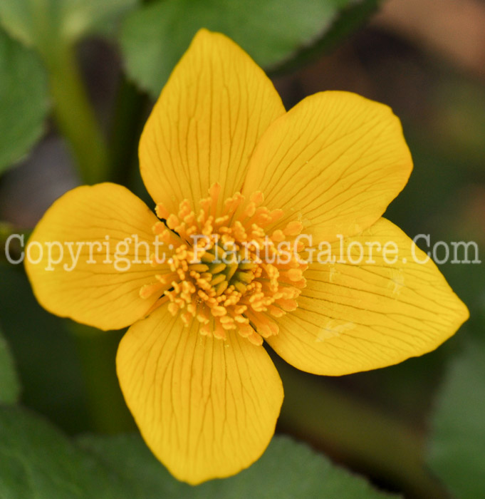 PGC-P-Caltha-palustris-aka-Marsh-Marigold-1-3