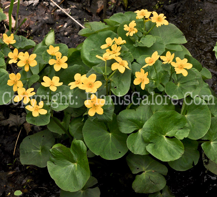 PGC-P-Caltha-palustris-aka-Marsh-Marigold-2-2