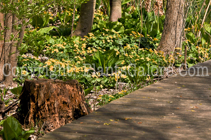 PGC-P-Caltha-palustris-aka-Marsh-Marigold-3-1