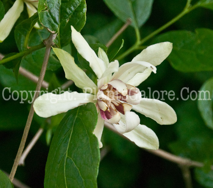 PGC-S-Calycanthus-Venus-aka-Sweetshrub-0714b-1