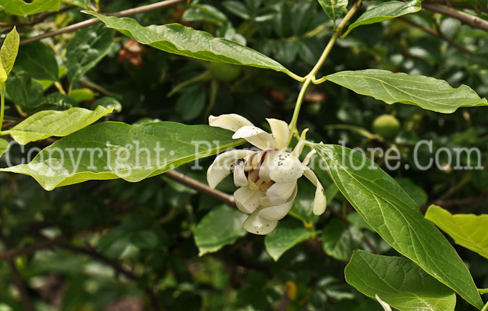 PGC-S-Calycanthus-Venus-aka-Venus-Sweetshrub-1