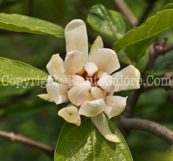 PGC-S-Calycanthus-Venus-aka-Venus-Sweetshrub-3