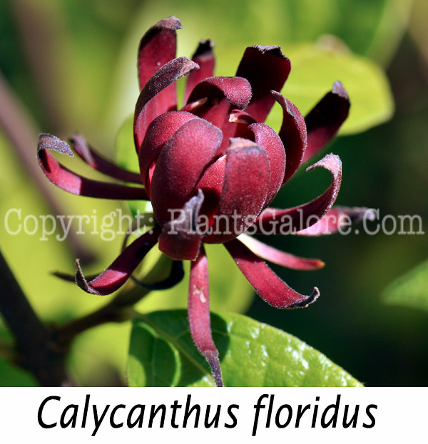 PGC-S-Calycanthus-floridus-aka-Sweet-Shrub-or-Carolina-Allspice-6-Edit