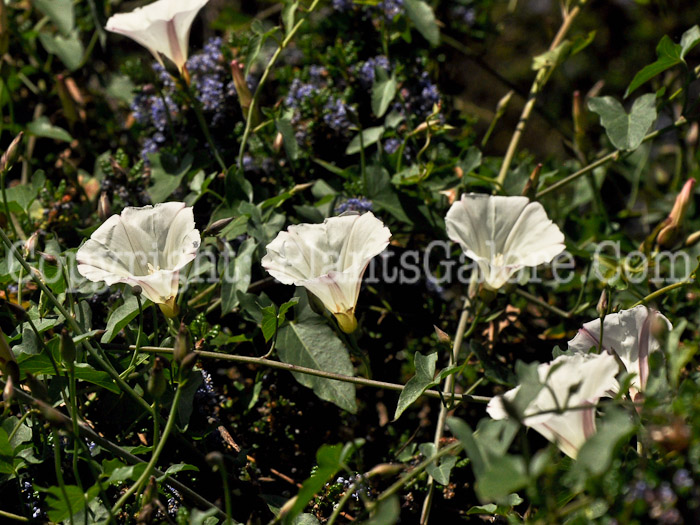 PGC-V-Calystegia-longipes-aka-Paiute-False-Bindweed-1