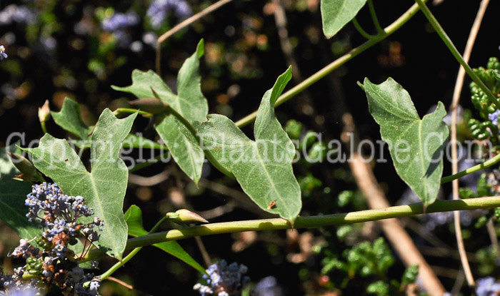 PGC-V-Calystegia-longipes-aka-Paiute-False-Bindweed-2