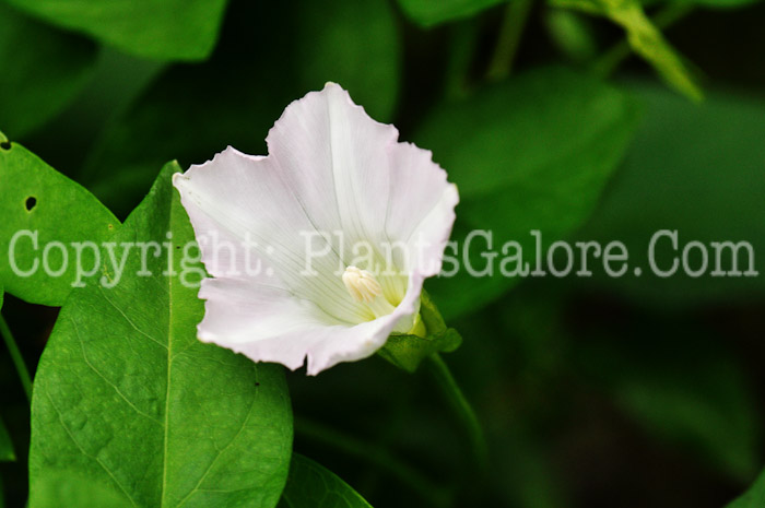 PGC-V-Calystegia-sepium-aka-Hedge-Bindweed-1