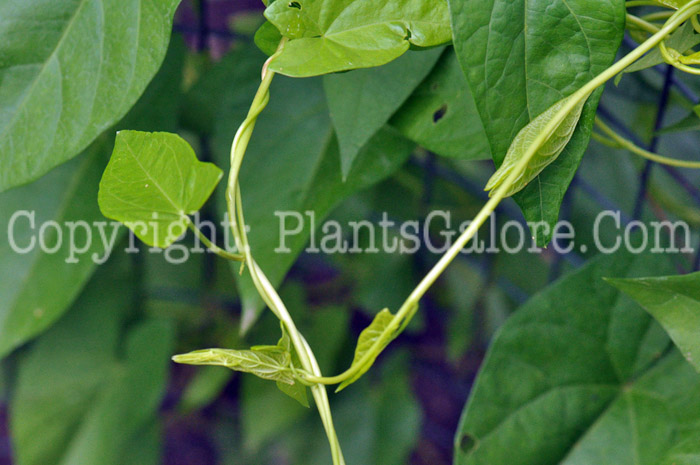 PGC-V-Calystegia-sepium-aka-Hedge-Bindweed-2