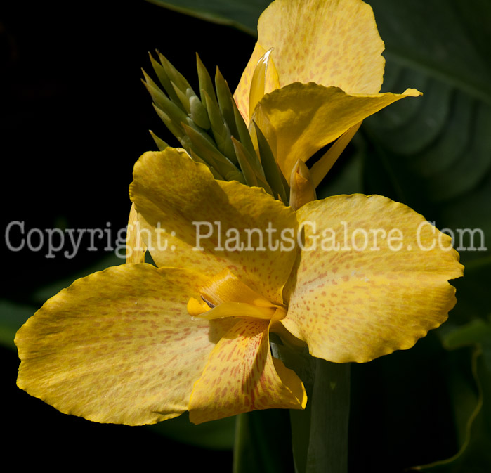 PGC-B-Canna-Cannova-Yellow-0714-1