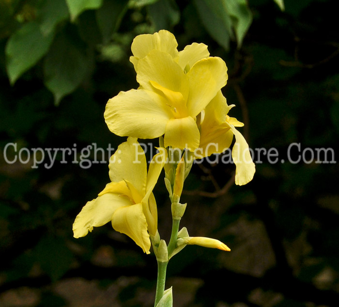 PGC-B-Canna-Conestoga-08-2012-1