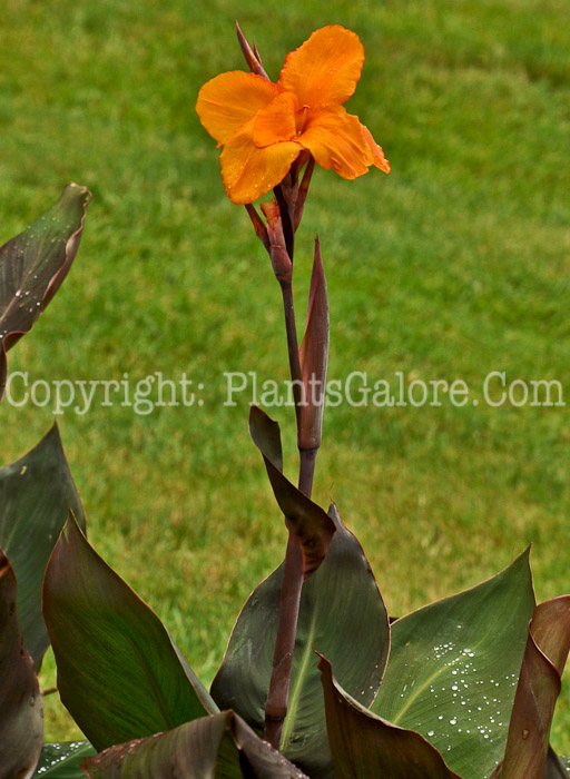 PGC-B-Canna-Mohawk-08-2012-2