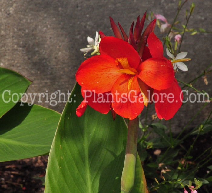 PGC-B-Canna-Scarlet-series-South-Pacific-613-2