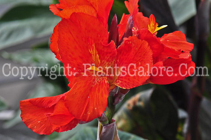 PGC-B-Canna-Tropical-Red-813-1