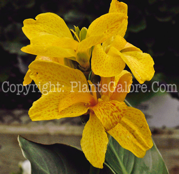 PGC-B-Canna-Tropical-Yellow-2011-02