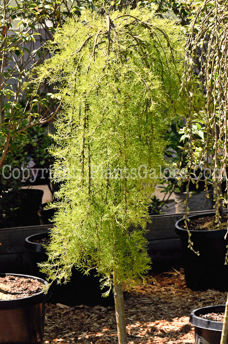 PGC-S-Caragana-arborescens-Walker-aka-Walker-Weeping-Peashrub-5