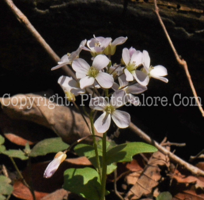 PGC-P-Cardamine-bulbosa-aka-Spring-Cress-06