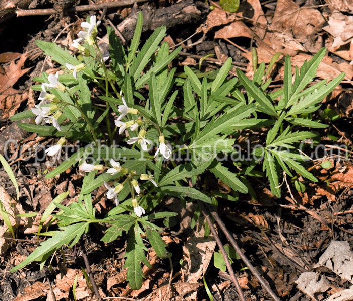 PGC-P-Cardamine-concatenata-aka-Cutleaf-Toothwort-1