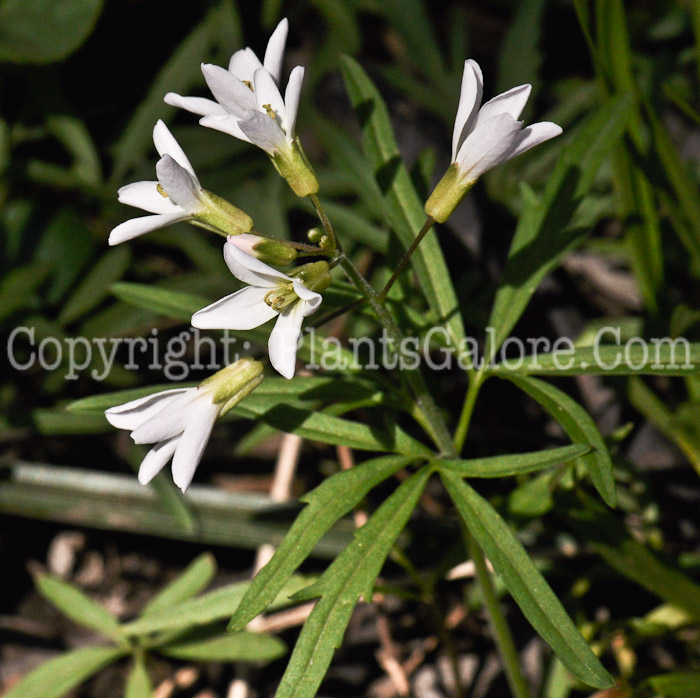 PGC-P-Cardamine-concatenata-aka-Cutleaf-Toothwort-2