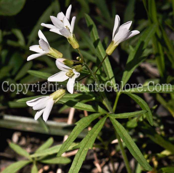 PGC-P-Cardamine-concatenata-aka-Cutleaf-Toothwort-2