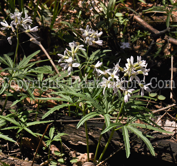 PGC-P-Cardamine-concatenata-aka-Cutleaf-Toothwort-3