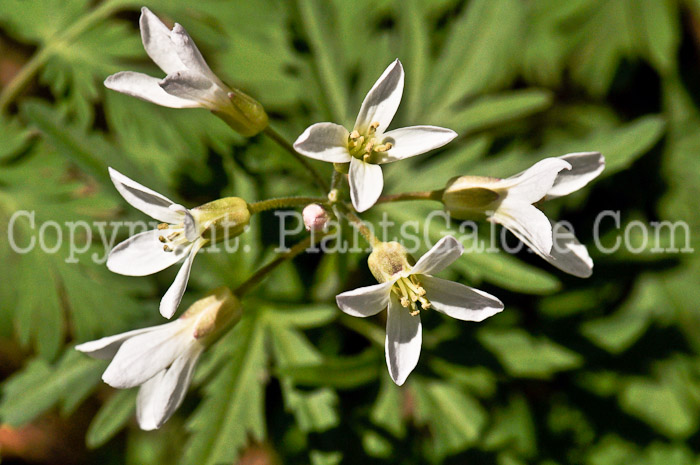 PGC-P-Cardamine-concatenata-aka-Cutleaf-Toothwort-4